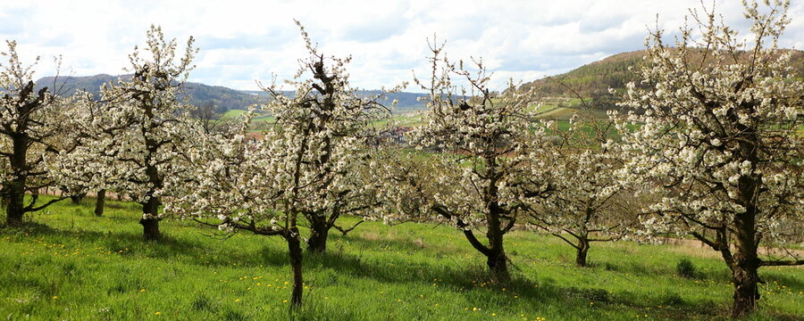 Kirschbl&uuml;te in der fr&auml;nkischen Schweiz