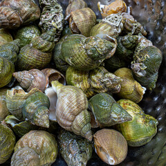 clams in a market