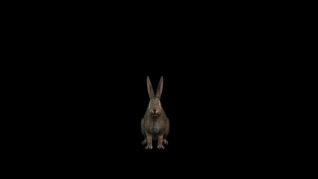 4k One brown color rabbit slowly walking animation with front view on the black background, 3D rabbit, bunny, hare jumping loop with alpha matte, a burrowing, gregarious, plant-eating mammal 60 fps