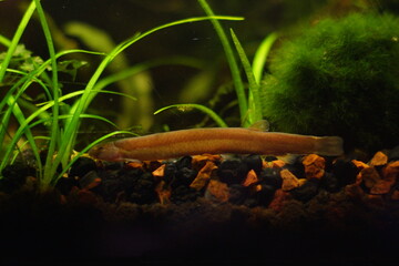 Full Grown Kuhli Loach