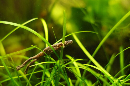 Adult Male African Dwarf Frog
