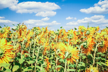 a field of blooming sunflowers against a colorful sky