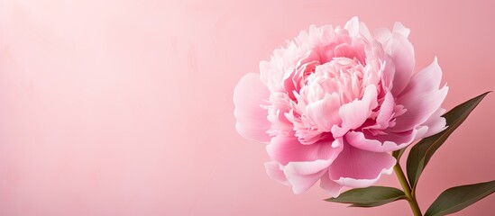 A pink peony in full bloom stands out against a matching pink background, showcasing its vibrant petals and delicate beauty.