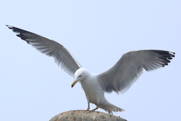 volo