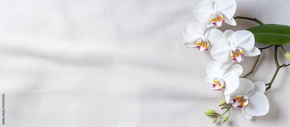 Poster a branch of pristine white orchids is elegantly displayed on a clean white background. the delicate 