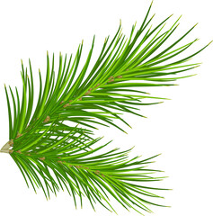 winter floral decoration element with pine and spruce, pine tree with cones. illustration, transparent, png