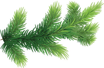 Obraz premium pine branches , hand-drawn style, decorative botanical illustration for design, Christmas plants on transparent, png