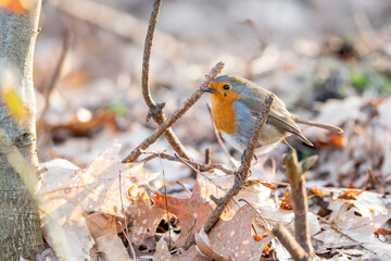 robin on branch