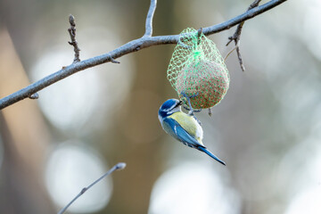 Blue tit bird hanging on feeding bol fat winter animal - obrazy, fototapety, plakaty
