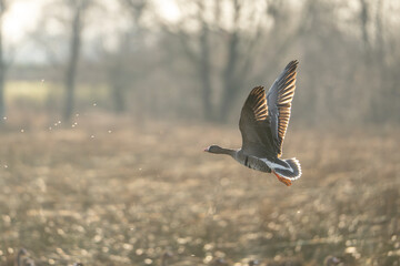 goose flying away in brown nature 