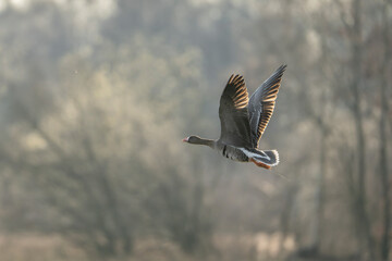 goose flying away in brown nature 