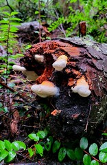 Fungus are growing after rain in Trustland Trails Park.