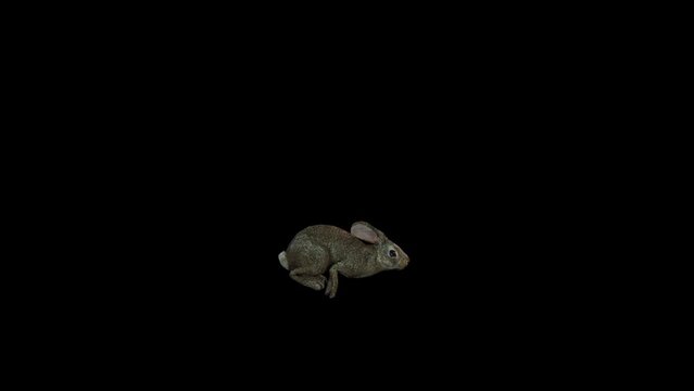 4k One brown color rabbit fast running animation with cycle view on the black background, 3D rabbit, bunny, hare jumping loop with alpha matte, 60fps
