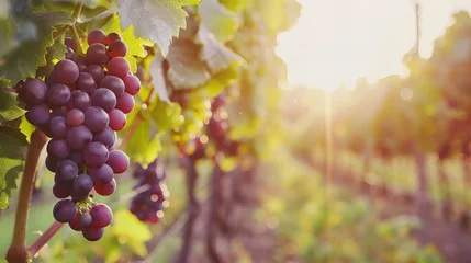 Fototapeten ripe grapes in vineyard closeup © Christopher