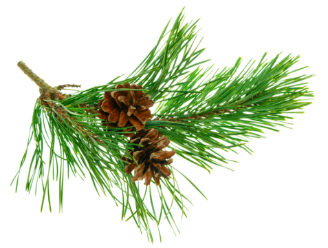 Beautiful fir tree branch with pine cones on transparent, png. Medicinal plants. Forest tree with cones.