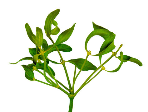Green mistletoe twig close-up. Traditional christmas decoration. Isolated on transparent, png