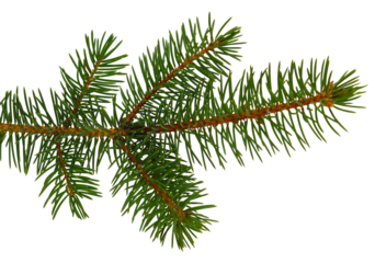 fir tree branches isolated on transparent, png. Branch tree, fir evergreen twig to xmas holiday