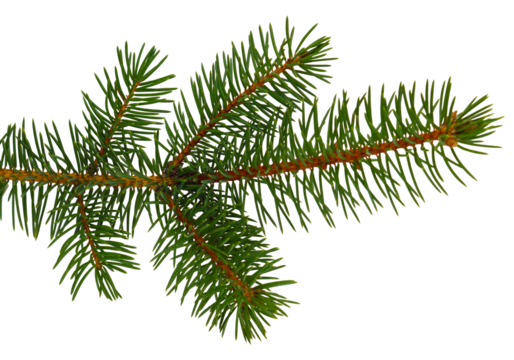 fir tree branches isolated on transparent, png. Branch tree, fir evergreen twig to xmas holiday