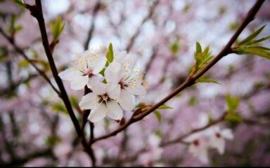 Beautiful cherry blossom wallpapers
