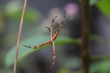close-up argiope argentata spider hanging from its web with green background
