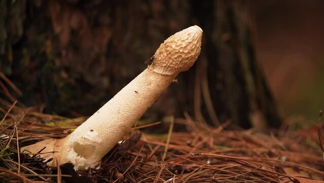 A common stinkhorn (Phallus impudicus) visited by a fly