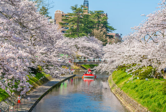 松川べりの桜