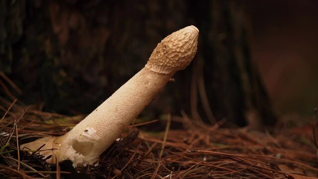 A common stinkhorn (Phallus impudicus) visited by a little fly