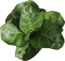 Top view of potted houseplant - Fiddle Leaf - Ficus Lyrata