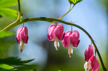 Dicentra spectabilis bleeding heart flowers in hearts shapes in bloom, beautiful Lamprocapnos pink...