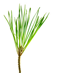 pine branches isolated on transparent, png. Fresh evergreen pine branches with green needles. Pine and cones. close up