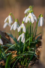 Galanthus nivalis flowering plants, bright white common snowdrop in bloom in sunlight