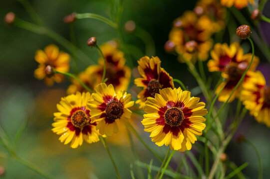 Creopsis tinctoria garden golden tickseed bright yellow and red flowers in bloom, calliopsis ornamental flowering plant