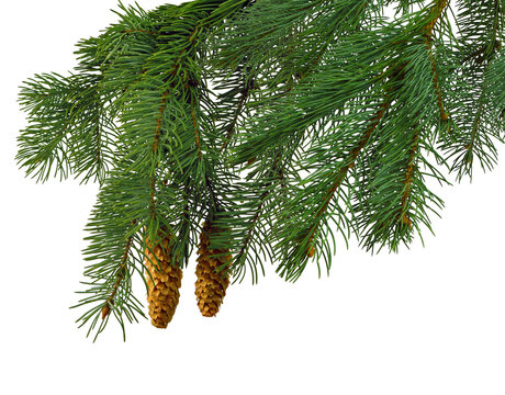 Christmas tree branches with pine cones isolated on transparent, png, for design. fir tree border