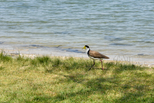 Le vanneau soldat (vanellus miles) marchant au bord de l'eau