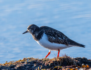 Ruddy Turnstone