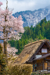 Fototapeta na wymiar 茅葺屋根と桜
