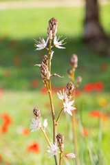 Wild small white flower on bokeh meadow. Asphodelus