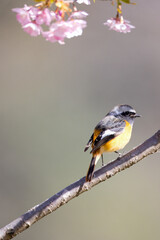 河津桜の枝にとまるジョウビタキの雄