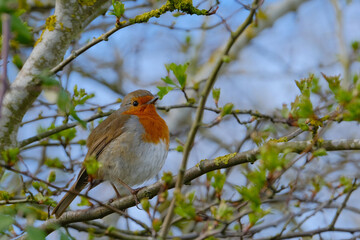 Robin bird on a branch 