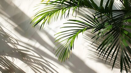 A serene composition featuring tropical palm leaves casting delicate shadows against a pristine white wall background