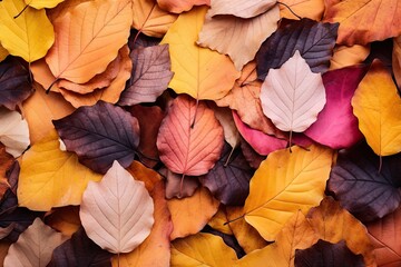 Multicoloured Fallen Leaves Background - A Beautiful Autumn Gathering of Leaves on a Natural