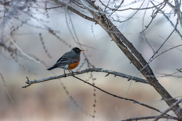 American Robin in Colorado Rocky Mountains Wildlife