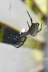Dome-web spider (Cyrtophora moluccensis). Vue dorsale de l'araignée posée sur sa toile