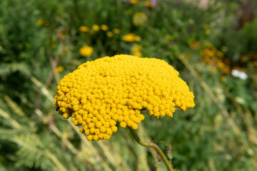 Close up of a fernleaf yarrow (achillea filipendulina) plant in bloom