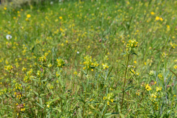 Yellow rattle (rhinanthus minor) flowers in bloom