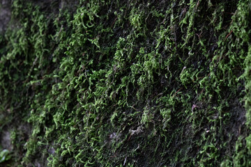 Close up Green Moss on the old rock, rainforest in summer