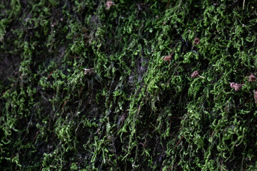 Close up Green Moss on the old rock, rainforest in summer