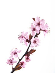 Branch of Cherry in bloom, Prunus cerasifera var. pissardii, Black Cherry Plum,  Purple Leaf Plum, on white background