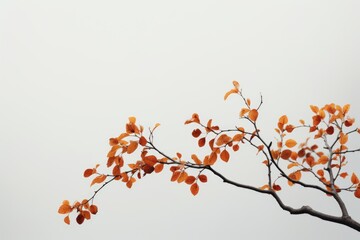 Tree branch with orange leaves against a gray sky. Suitable for autumn concept designs