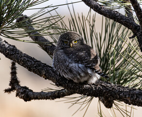 Northern Pygmy Owl perched looking back. 